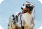 澳大利亞牧羊犬